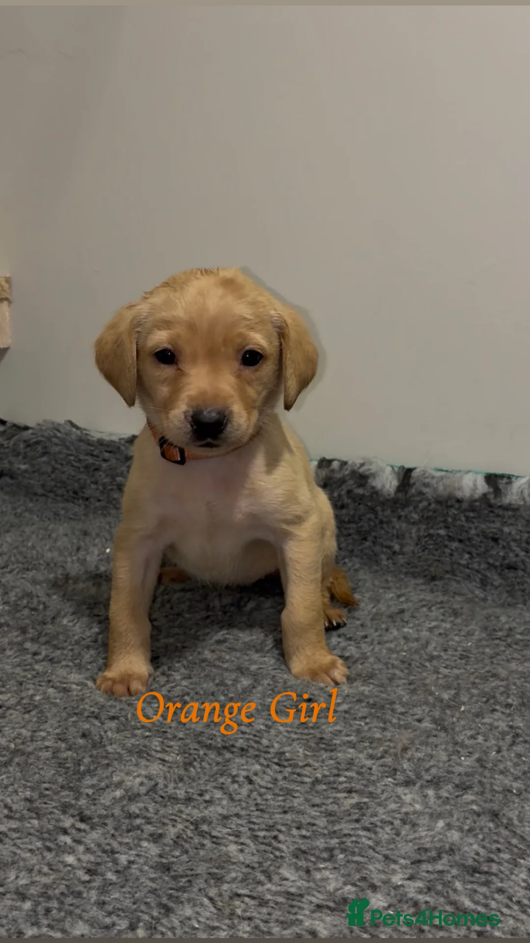 Labrador Retriever dogs for sale: 🐾 Exceptional KC Reg Labrador Puppies 🐾 - Advert 15