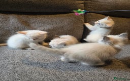Ragdoll cats for sale: GCCF Beautiful Ragdoll Kittens - Image 27