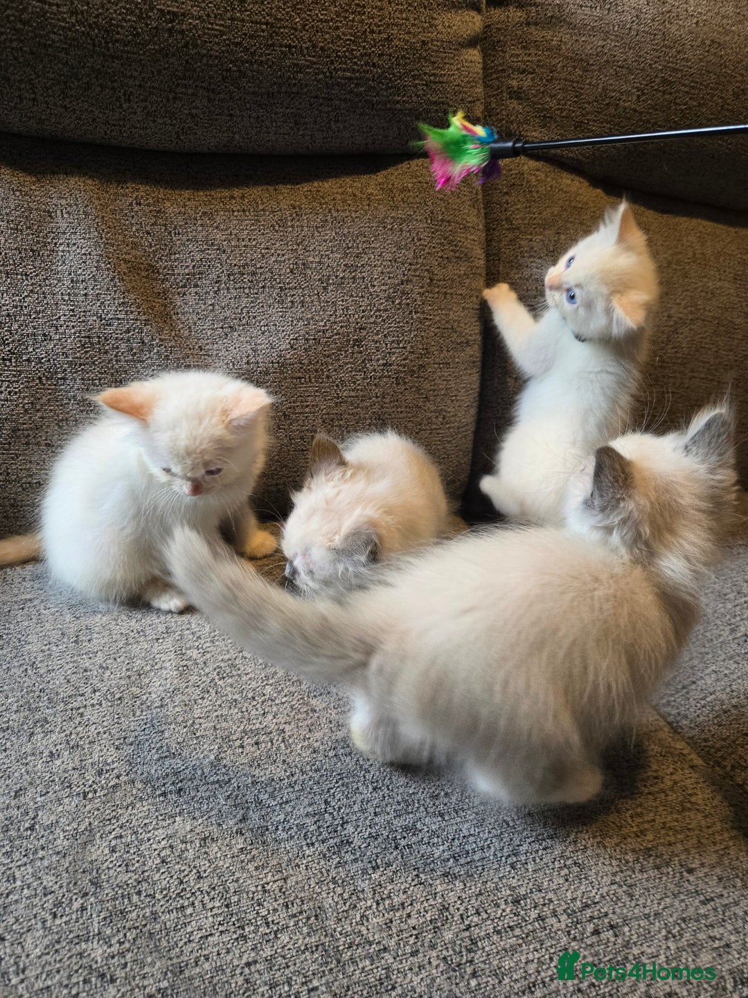Ragdoll cats for sale: GCCF Beautiful Ragdoll Kittens - Image 27
