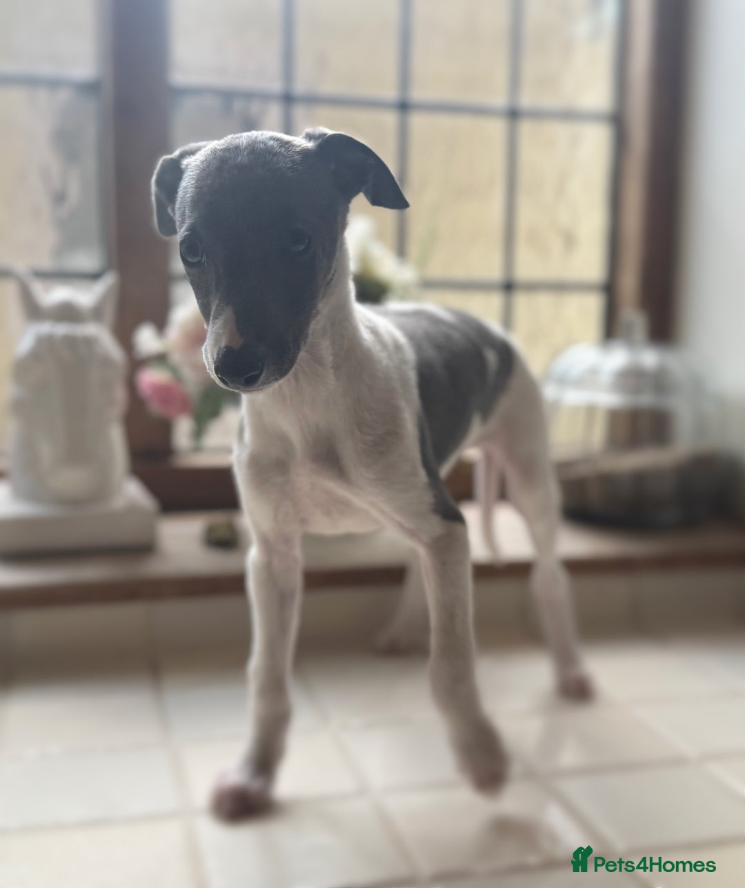 Whippet dogs for sale: Whippet puppies ready now  - Image 4