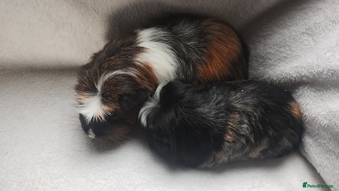 Guinea Pig rodents for sale: Mother and daughter guinea pig sows  - Advert 2