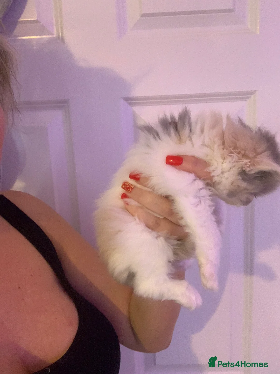 Persian cats for sale: Rainbow Persian kittens READY 14Th FEBRUARY  - Advert 2