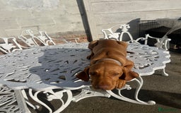 Hungarian Vizsla dogs for sale: 2 female Hungarian vizslas 17 weeks old - Image 6