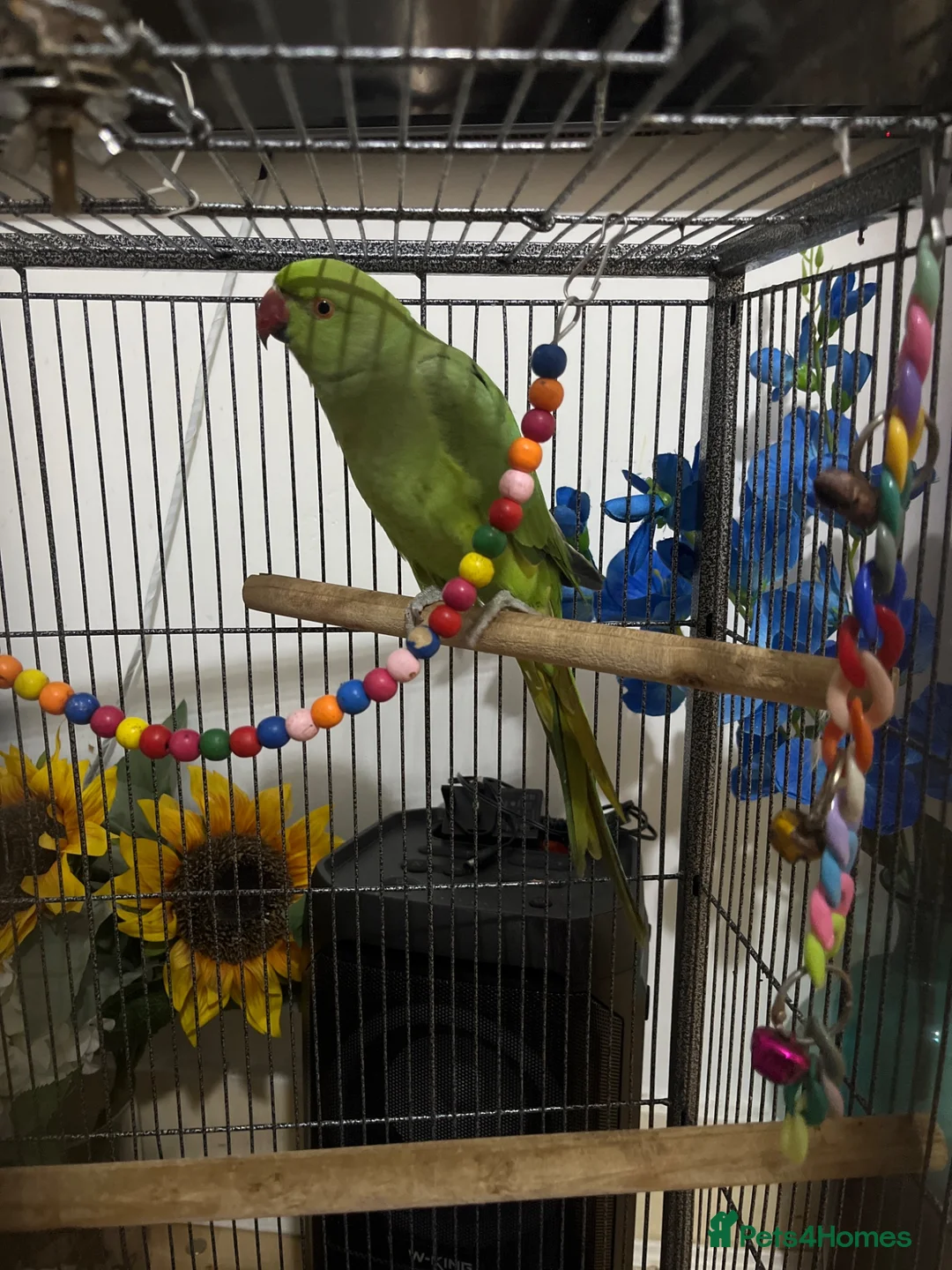 Ringnecks birds for sale: Ringneck parrot - Advert 1