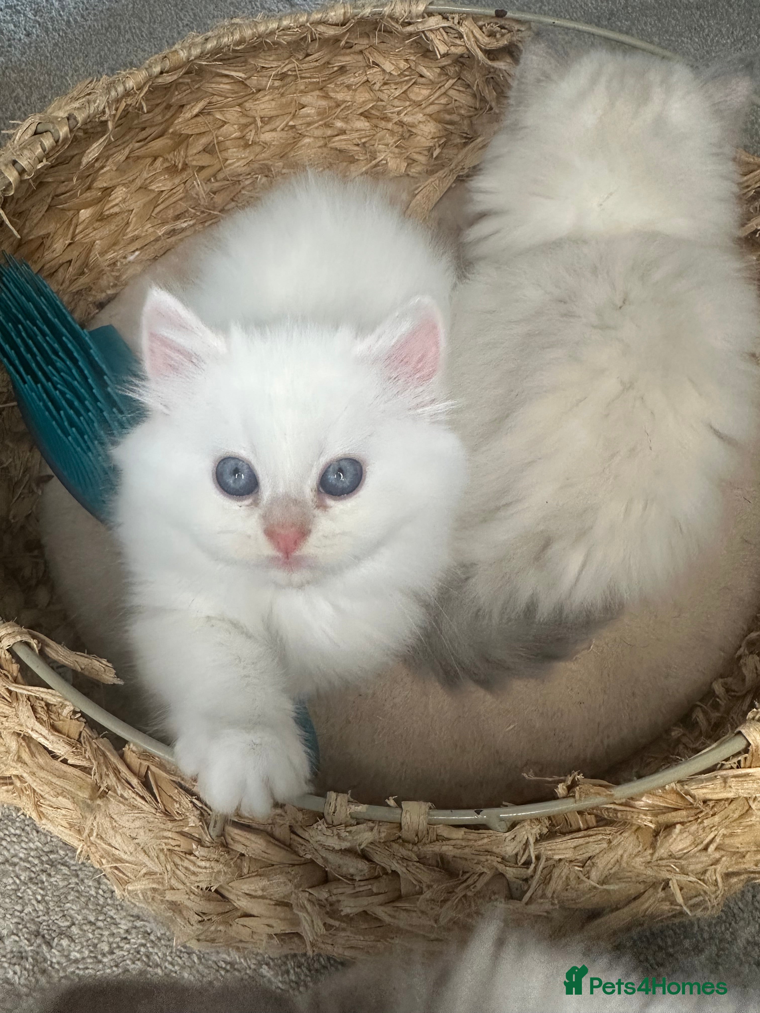 Persian cats Pedigree Persian Himalayan Kittens - Advert 2