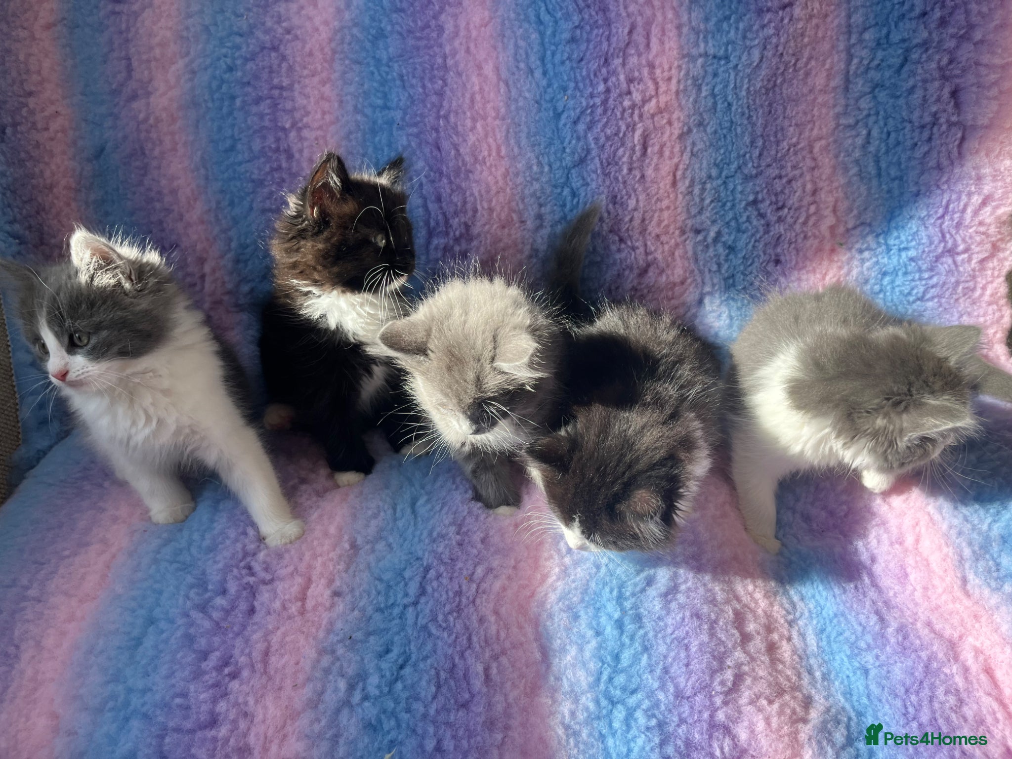 Mixed Breed cats for sale: Ragdoll cross tuxedo kittens for sale - Advert 1