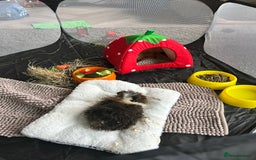 Guinea Pig rodents for sale: Two girl guinea pigs and set up  - Image 8