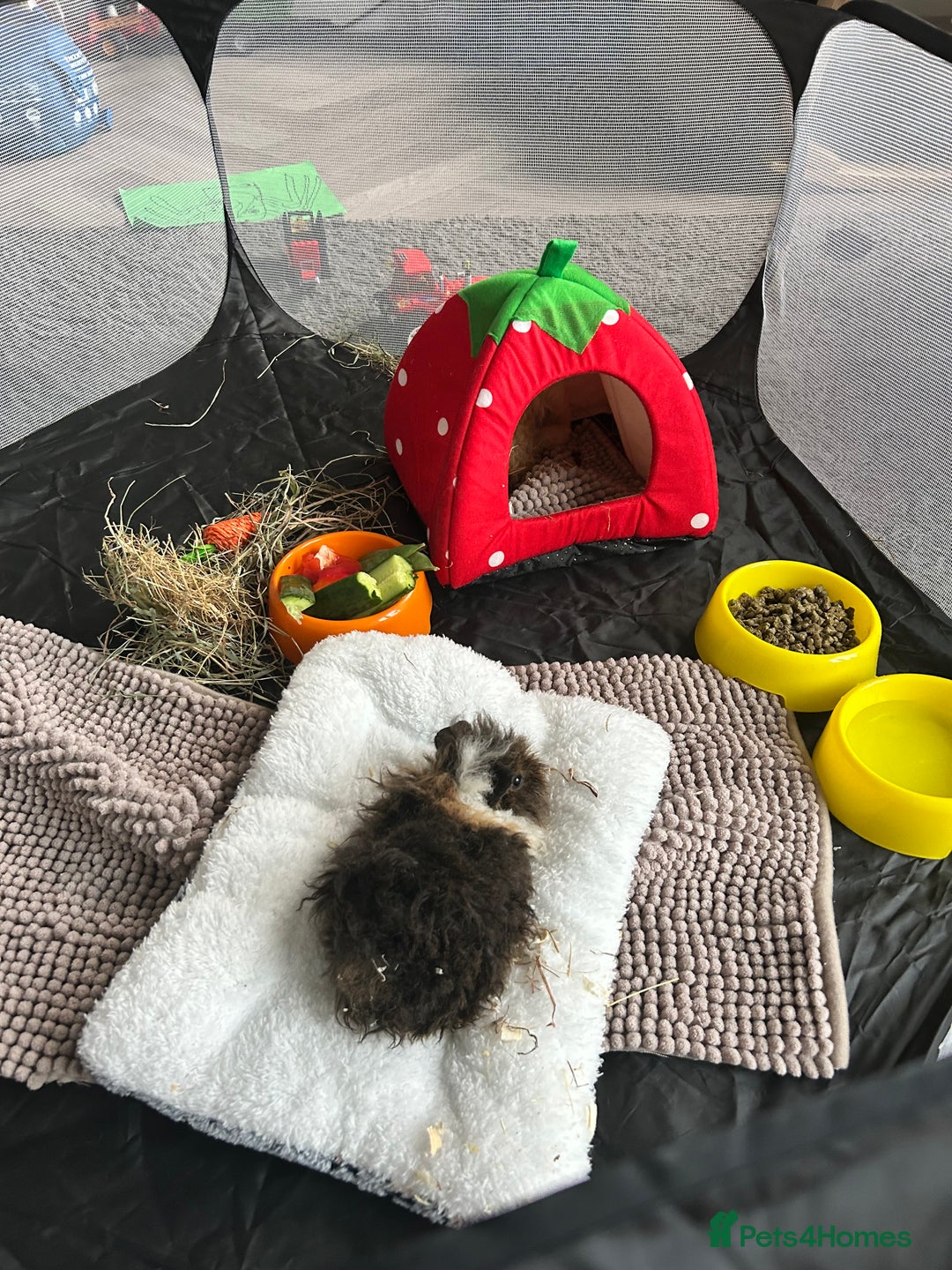 Guinea Pig rodents for sale: Two girl guinea pigs and set up  - Image 8