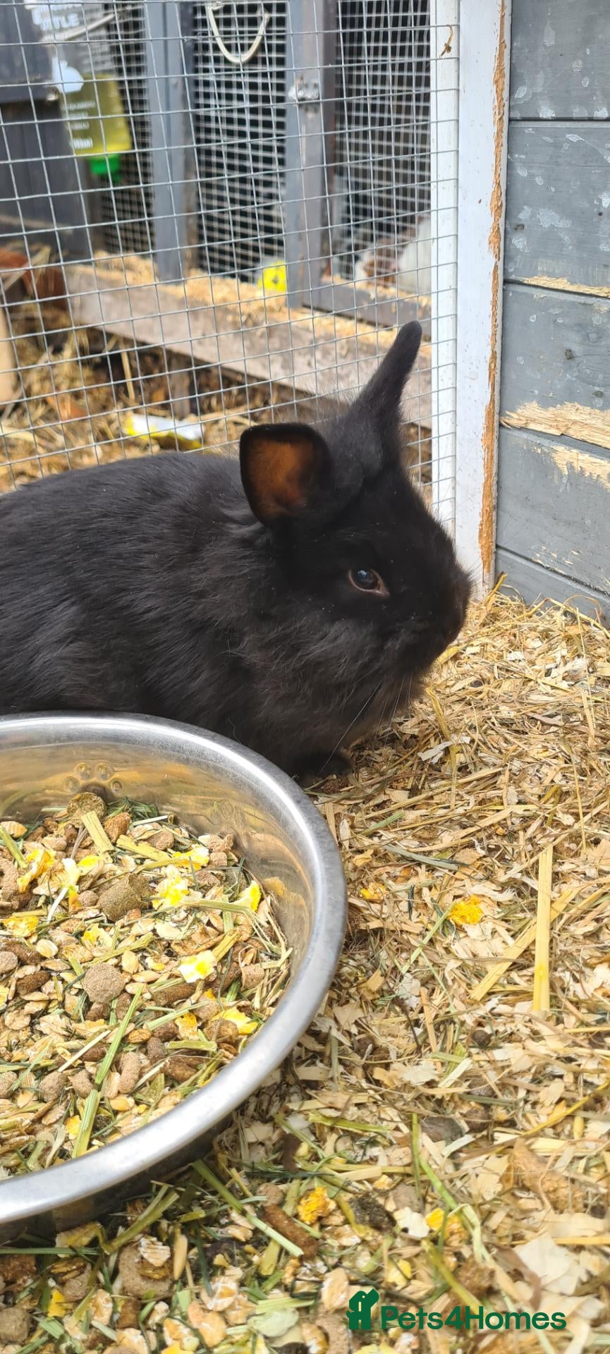 Netherland Dwarf rabbits Baby bunz  - Advert 7