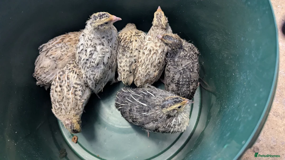 Quail poultry for sale: Quail chicks available  - Advert 1