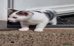 Mixed Breed cats for sale: Beautiful male kitten ready to leave now - Image 5