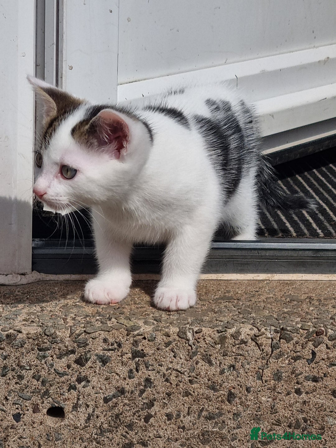 Mixed Breed cats for sale: Beautiful male kitten ready to leave now - Image 5
