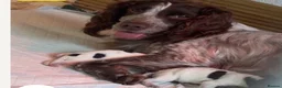 Cocker Spaniel dogs for sale: Beautiful spaniel pups - Advert 14