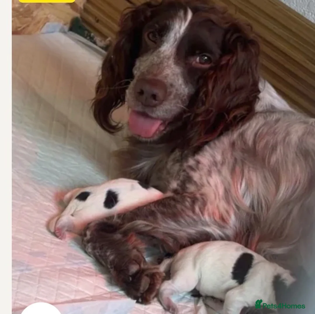 Cocker Spaniel dogs for sale: Beautiful spaniel pups - Advert 14