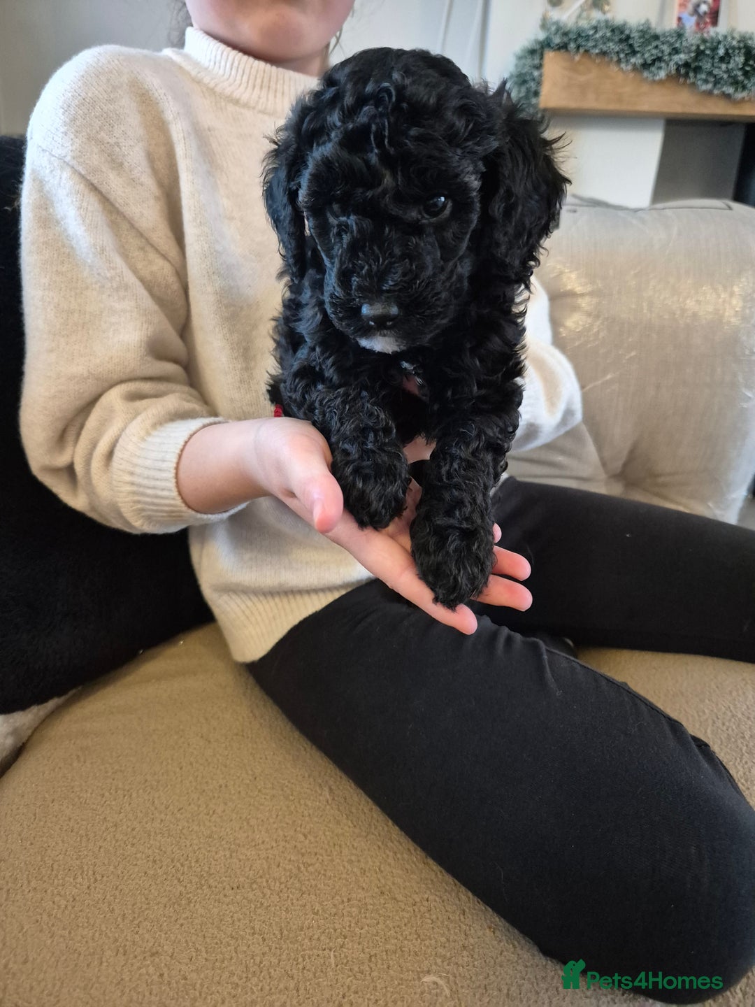 Miniature Poodle dogs for sale: All have been reserved! miniature poodle left - Advert 5