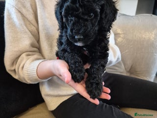 Miniature Poodle dogs Only 4 beautiful black miniature poodles left - Advert 1
