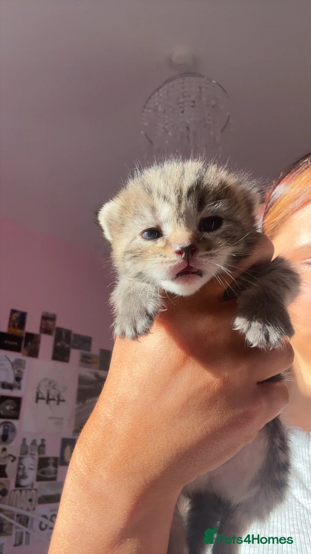 Mixed Breed cats for sale: Beautiful kittens looking for forever home 🐾  - Advert 2