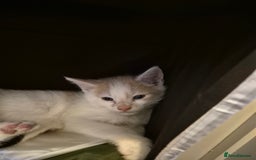 Mixed Breed cats for sale: Stunning kittens - Image 5