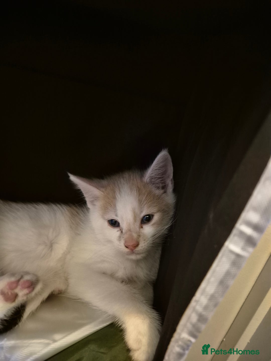 Mixed Breed cats for sale: Stunning kittens - Image 5