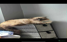 Ragdoll cats for sale: Rag doll - Image 2