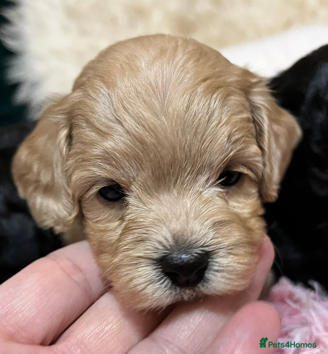 Cavapoo dogs for sale: Stunning litter of mix coloured tiny toy cavapoos - Advert 3