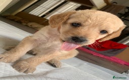 Double Doodle dogs for sale: Beautiful rare litter of Double Doodles - Image 30