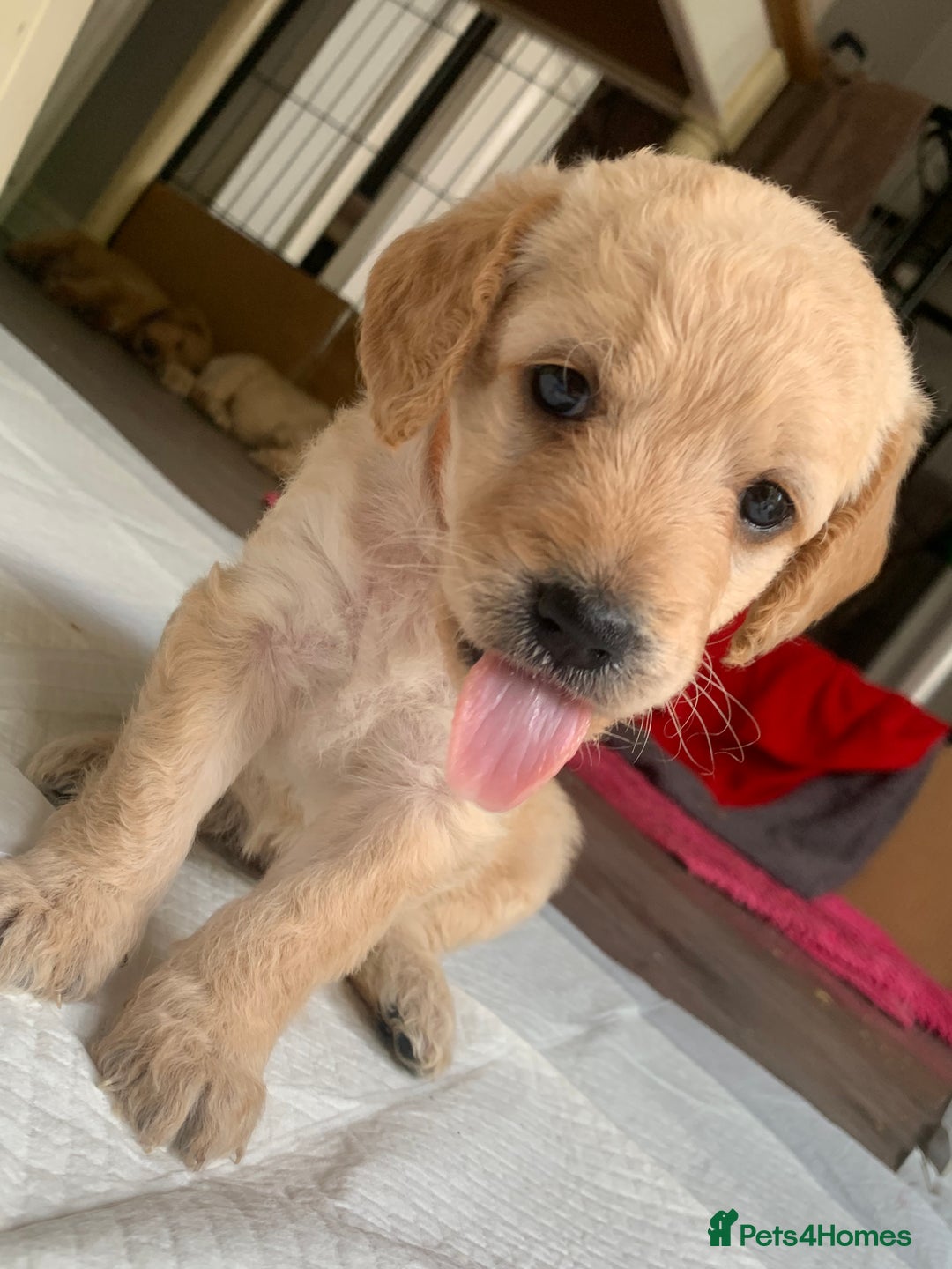 Double Doodle dogs for sale: Beautiful rare litter of Double Doodles - Image 30