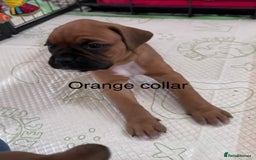 Boxer dogs for sale: 10 Boxer X Puppies - Ready 13th October - Image 7