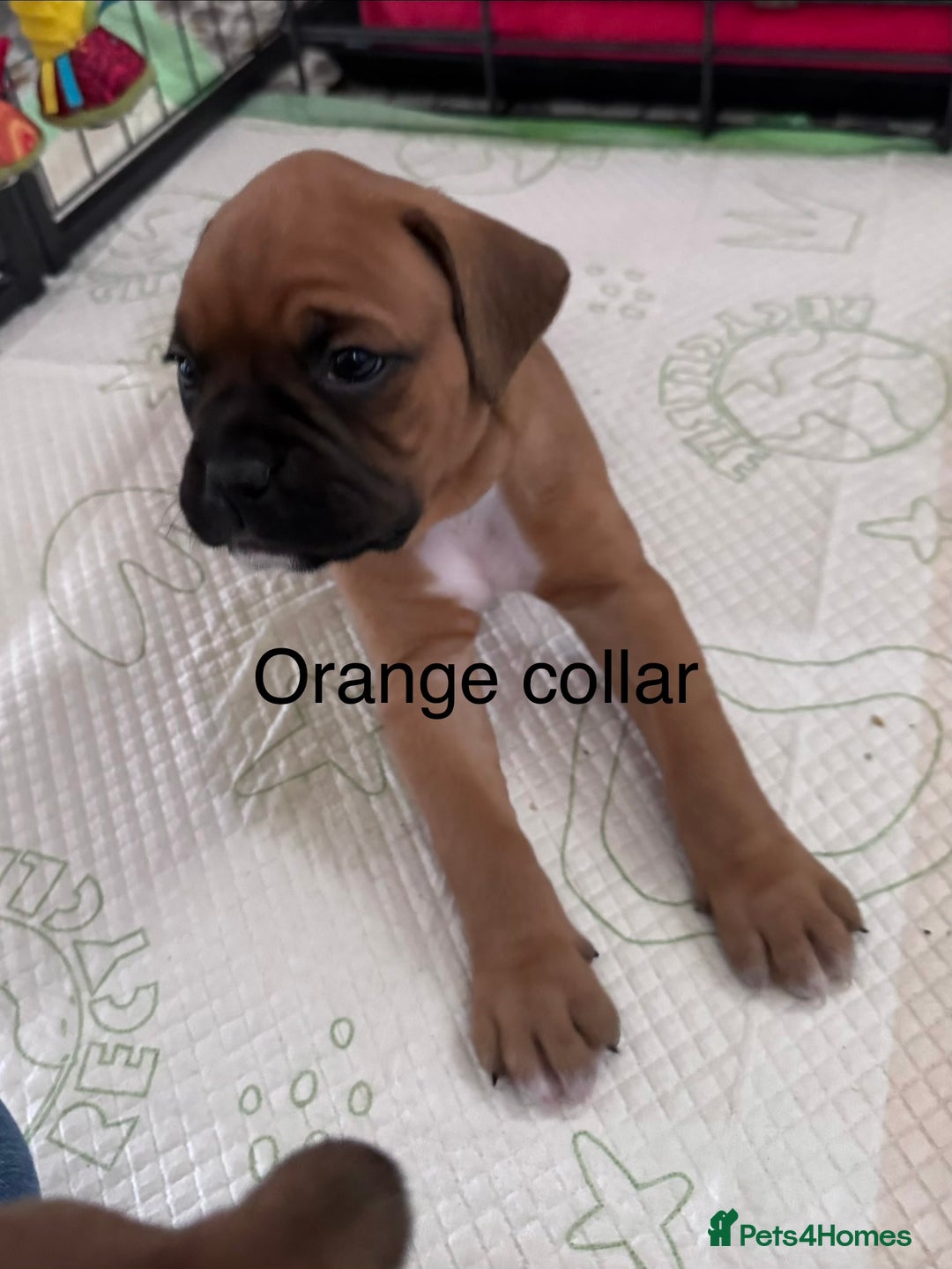 Boxer dogs for sale: 10 Boxer X Puppies - Ready 13th October - Image 7
