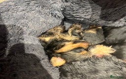 Yorkshire Terrier dogs for sale: Beautiful miniature Yorkie Biewer terriers - Image 14