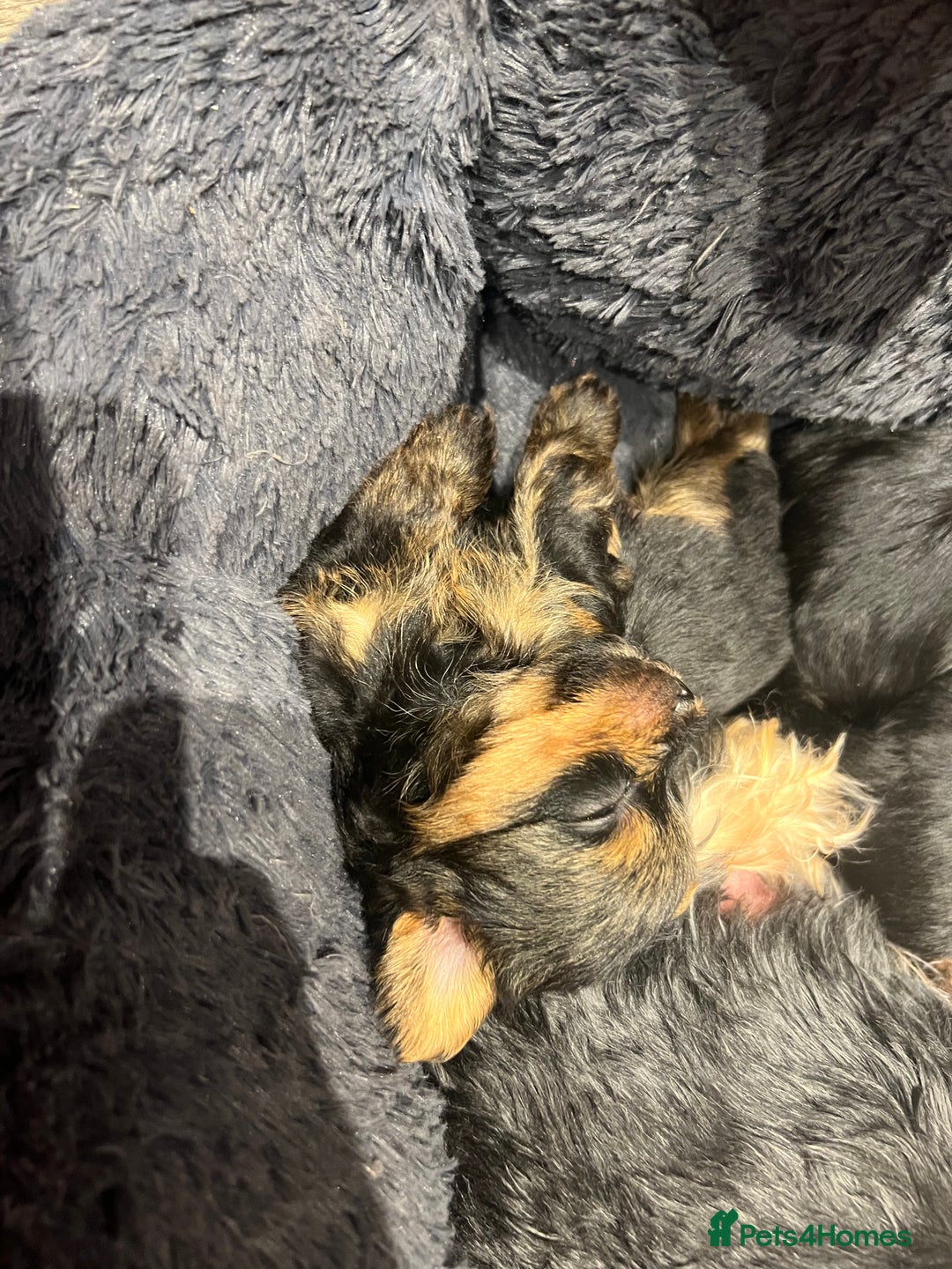 Yorkshire Terrier dogs for sale: Beautiful miniature Yorkie Biewer terriers - Image 14