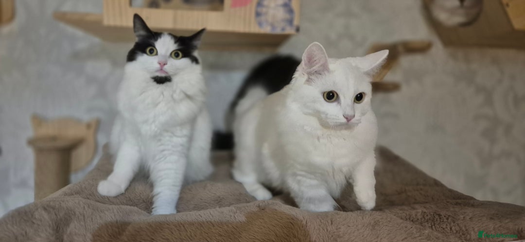 Munchkin cats for sale: Pedigree Munchkin kittens  - Image 2