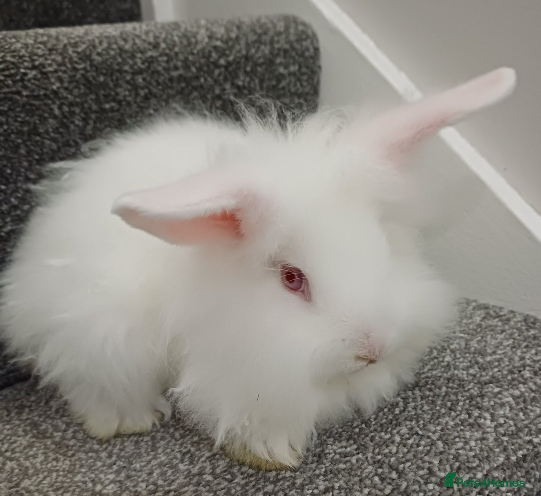 Lionhead rabbits for sale: White Male Lionhead Rabbit. 10 weeks old.  - Advert 6
