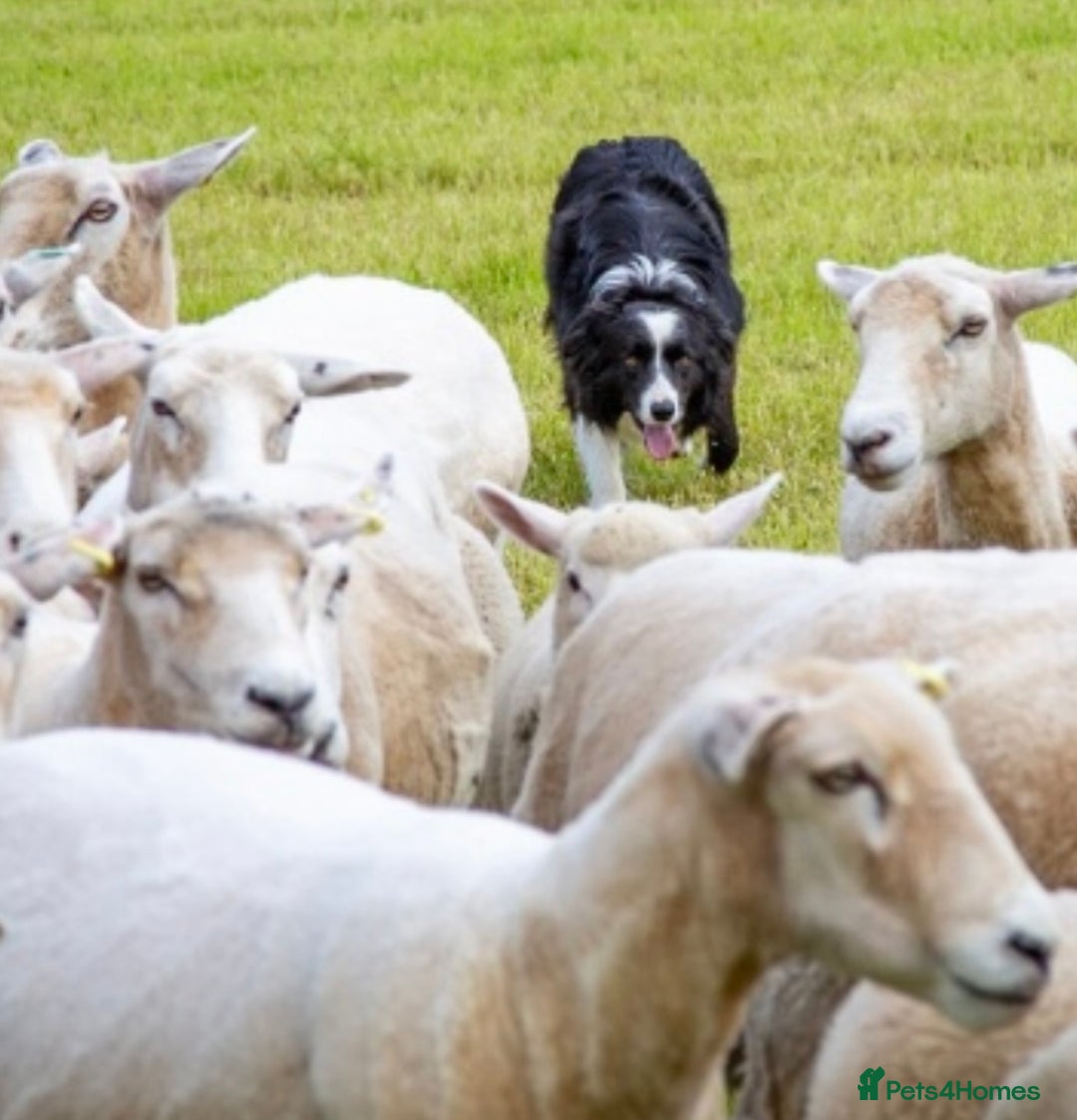 Border Collie dogs for sale: Border collies for sale - Image 5