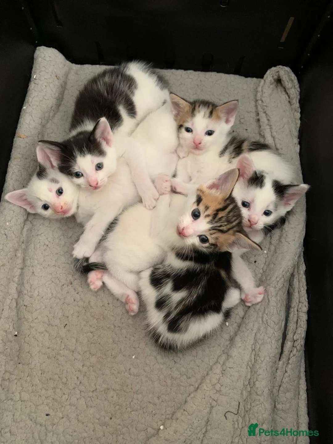 Mixed Breed cats for sale: Beautiful Mixed Kittens x5 - Ready on 16th May  - Advert 1
