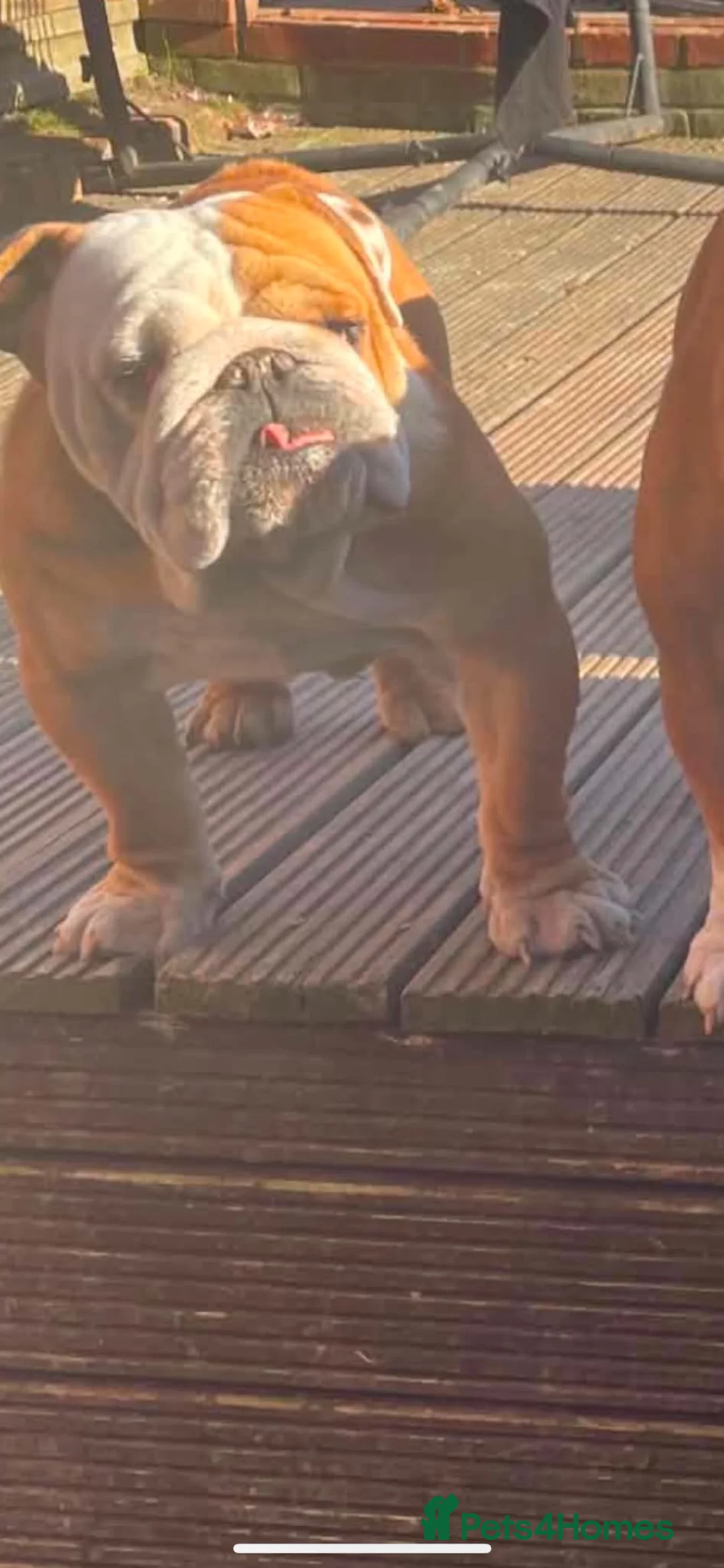 English Bulldog dogs for sale: Red white English bulldog  - Advert 2