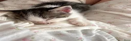 Mixed Breed cats for sale: Sphynx cross kittens  - Advert 4