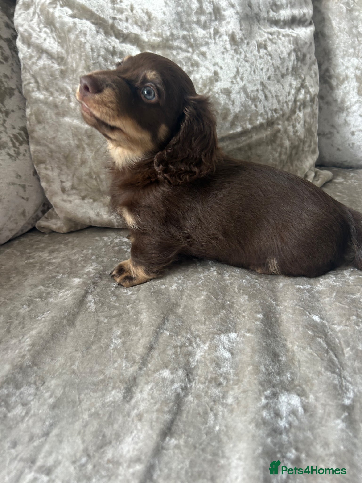 Miniature Dachshund dogs Long hair miniature dachshund puppies  - Advert 2