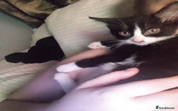 American Shorthair cats for sale: 2 beautiful american shorthair kittens  - Image 2