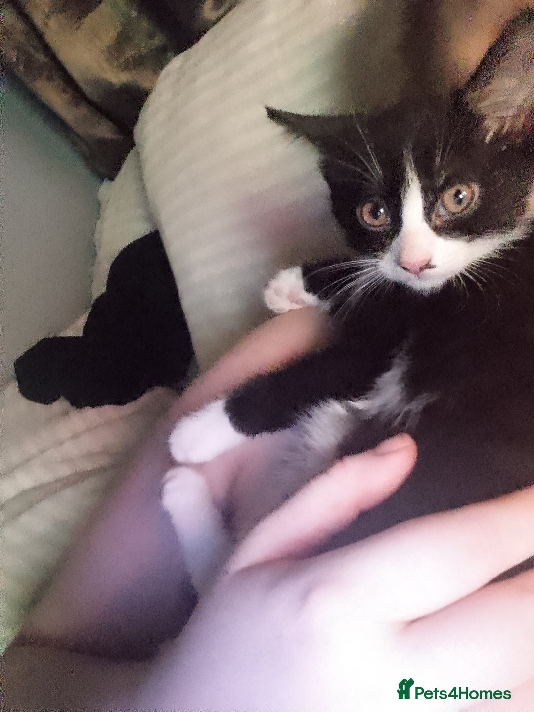 American Shorthair cats for sale: 2 beautiful american shorthair kittens  - Image 2