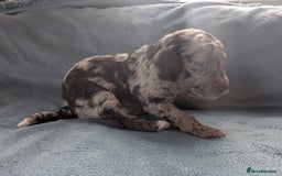 Miniature Poodle dogs for sale: Stunning Miniature poodles parti/merle - Image 3
