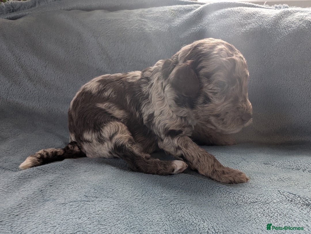 Miniature Poodle dogs for sale: Stunning Miniature poodles parti/merle - Image 3