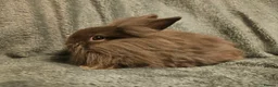 Lionhead rabbits for sale: Pure Lion head chocolate   **10 weeks ready **  - Advert 7