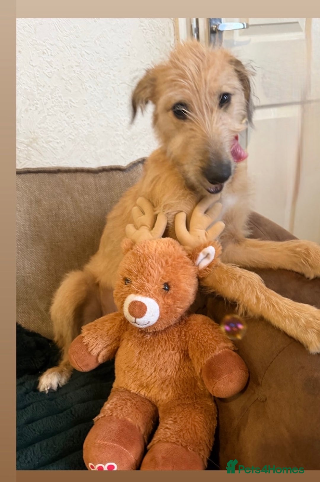 Mixed Breed dogs for sale: Greyhound cross wolfhound lurc 5months old puppy  - Advert 4