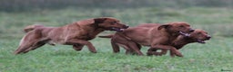 Labrador Retriever dogs for sale: QUALITY LITTER OF DARK FOX RED LABRADOR PUPPIES - Advert 6