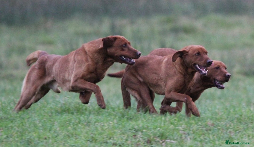 Labrador Retriever dogs for sale: QUALITY LITTER OF DARK FOX RED LABRADOR PUPPIES - Advert 6