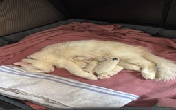 Ragcoon cats for sale: Kittens for sale  - Image 3