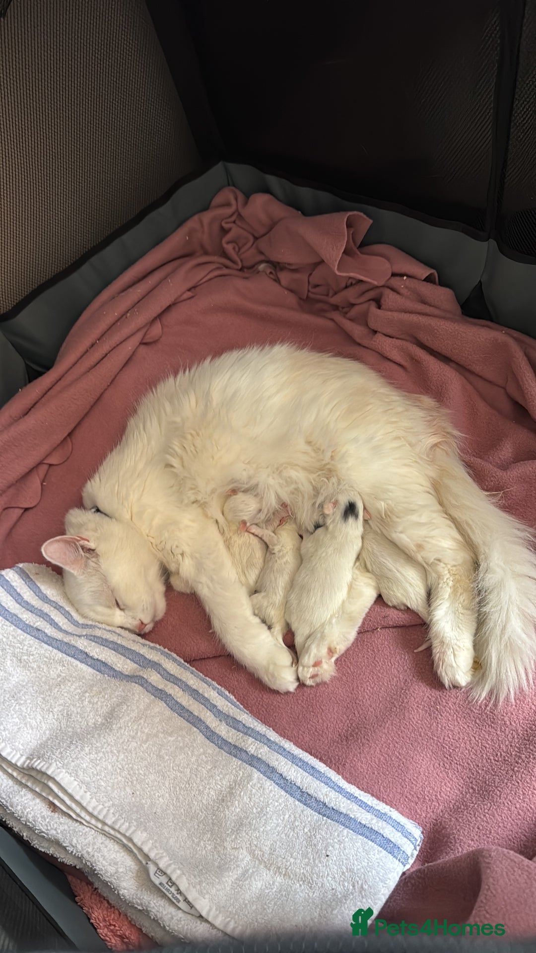 Ragcoon cats for sale: Kittens for sale  - Image 3
