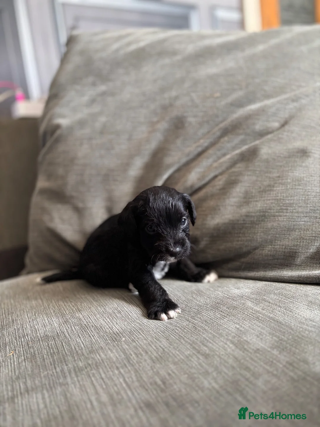 Mixed Breed dogs for sale: Puppies  in Nottingham - Advert 9
