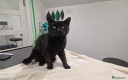 Domestic Shorthair cats for adoption: Clive, 2 year old male, 3 legs  - Image 2